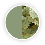 Summer Herbs Color Swatch Summer Herbs Color Swatch