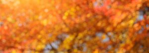 Banner of Fall Colors
